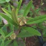 Image result for Polygala arenaria