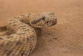 Ssssss Sidewinder Robots Observing Sidewinder Snakes As They Use Their Unique Talents To Climb Sand Covered Slopes Has Helped Both Snake Snake Venom Pit Viper