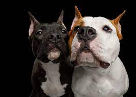 In the intelligence of dogs, dr. Ranking The 63 Smartest Dog Breeds Stacker