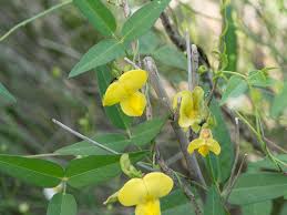 Image result for Vigna luteola