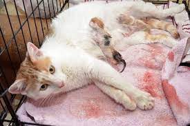 Cat Giving Birth: Stages Of Labor & How To Help - All About Cats