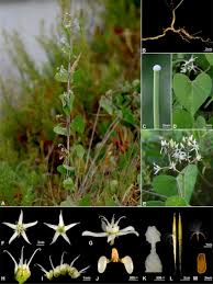 Image result for Cynanchum