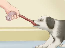 4 Ways To Exercise A Border Collie Puppy Wikihow