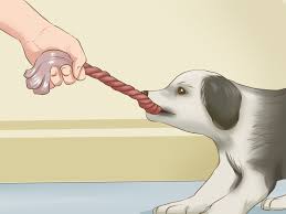 4 ways to exercise a border collie puppy wikihow