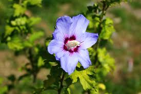 Banco De Imagens Arvore Natureza Flor Plantar Flor Petala Botanica Flora Flor Azul Flores Silvestres Sai Hibisco Macro Fotografia Planta De Florescencia Planta De Terra Familia Violeta 4272x2848 729580 Imagens Gratuitas Pxhere