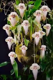 Monkey Orchid (Dracula simia ...