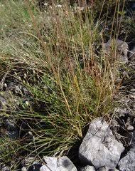Image result for Panicum pectinellum