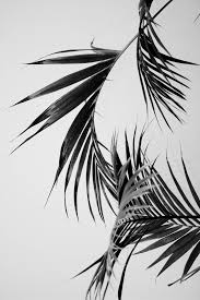 Black And White Plants Wallpaper Ogon Moih Chresel Art Wallpaper Plants Wallpaper