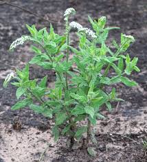 Image result for Heliotropium harareense