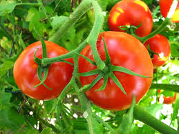 A New Study Has Gardeners Peeing On Their Tomato Plants And They Say It Works The St Growing Tomato Plants Growing Tomatoes Indoors Tips For Growing Tomatoes