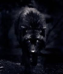 Little Red Riding Hood You Sure Are Looking Good Your Every Thing That A Big Bad Wolf Would Want Howell I M Mean Baa Black Wolf Wolf Lone Wolf