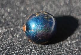 Image result for Pollia condensata