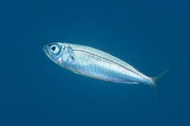 Image result for Boops boops