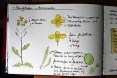 Jul 13, 2021 · forum zur ukraine: 13 Herbarium Vorlage Ideen In 2021 Herbarium Vorlage Blumen Pressen Pflanzen
