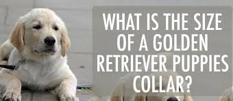 Golden Retriever Puppy Collar What Size To Get Type