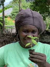 Insel wiederaufbauen nach einem Vulkanausbruch