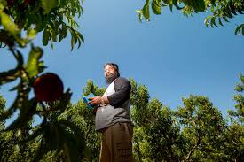 You should have been living in australia for 2 years with a year of work experience. Fruits Of Their Labour Investigation Into Exploitation Of Migrant Fruit Picking Workers In Australia