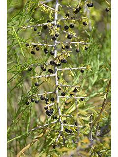 Condalia globosa (Bitter snakewood) | Native Plants of North ...