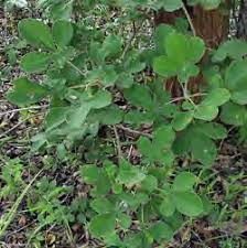 Image result for Chassalia umbraticola
