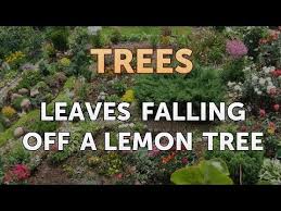 But the timing on fruiting and the maturity of the fruit seems delayed in my lemon tree. Leaves Falling Off A Lemon Tree Youtube
