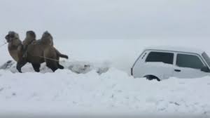 I got to know moscow's bar scene tour groups can be found on the island, especially at shaman rock, but logistical challenges keep dogs are everywhere on olkhon: Camel Pulls Car Out Of Snow In Russia Saving Driver Video