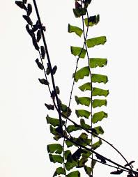 Image result for Adiantum incisum