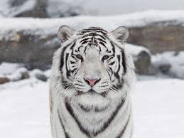 Maybe you would like to learn more about one of these? How The White Tiger Got Its Coat