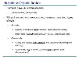 Are fertilized eggs haploid or diploid. Pin On Medicine