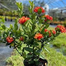 Image result for Ixora laurentii