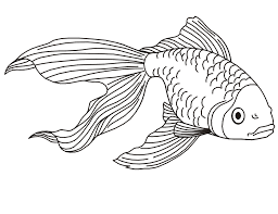 Male and female betta fish can be easy to tell apart, but sometimes you have to look more closely to determine their gender. Betta Fish Coloring Pages Best Coloring Pages For Kids