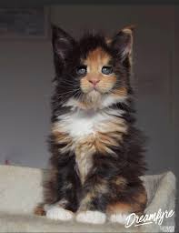 Welcome to maine coon cat lovers. Pin On Siberian Cats For Sale