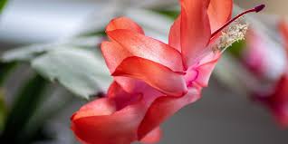 How do i care for a christmas cactus? How To Grow Care And Look After Christmas Cactus Underthechristmastree Co Uk