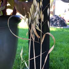 Image result for Cyperus margaritaceus