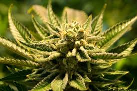 Si tratta di un'operazione facile e divertente, che permette di avere questo frutto esotico sempre in casa. Coltivazione Di Cannabis A Casa La Storica Sentenza Della Cassazione