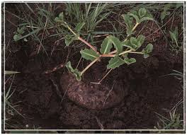 Image result for Raphionacme madiensis