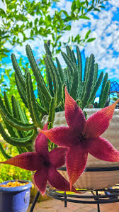 Image result for Stapelia gigantea