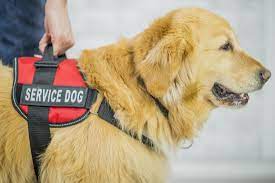 If you get frustrated, then the dog will begin to dread its training sessions. Service Dogs For Anxiety Everything You Need To Know