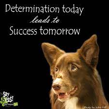 Determination Today Leads To Success Tomorrow Swagger Agility Susangarrett Iyc Training Quotes Inspirational Quotes Dog Training