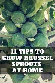 11 Tips To Grow Brussel Sprouts At Home Stop Buying Brussel Sprouts How To Grow Brussel Sprouts Tips For Grow Brussel Sprout Plant Brussel Sprouts Sprouts