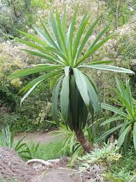 Image result for Beschorneria sp. (Biegel 5357)