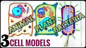 This is a model of an animal cell, enjoy it standards ngss ccss overview and background model of an animal cell lesson plan animal cell with vacuole spelled correctly and added a centriole and a nucleolus. 3 Easy Cell Model Ideas With Cardboard Eukaryotic And Prokaryotic Youtube