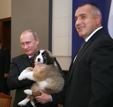 Berdymukhamedov's presentation of a puppy to vladimir putin is ironic, given the bloodbath of stray dogs and cats over which he has presided in ashgabat. Putin Urges Russians To Find Name For His New Bulgarian Pet Novinite Com Sofia News Agency