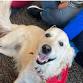 Reading Therapy Dogs