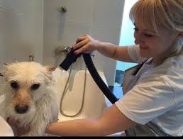 Hundesalon Green Paradise