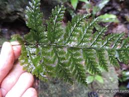 Image result for Abrodictyum rigidum