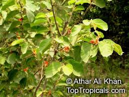 Image result for Helicteres