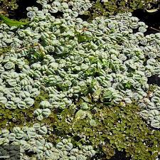 Image result for Phyllanthus martinii