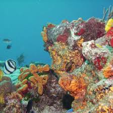 How To Take A Taxi In Cozumel Mexico