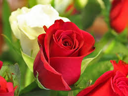 Rose sign of love wallpapers & size: Free Download Love Rose Flowers Flower Hd Wallpapers Images Pictures Tattoos 1024x768 For Your Desktop Mobile Tablet Explore 76 Wallpaper Flower Rose Love Rose Flowers Wallpapers Free Download Roses