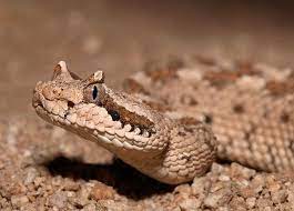 Mohave Desert Sidewinder Be The Creature Deserts Rattlesnake